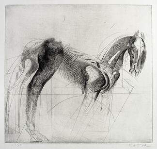 Paard4